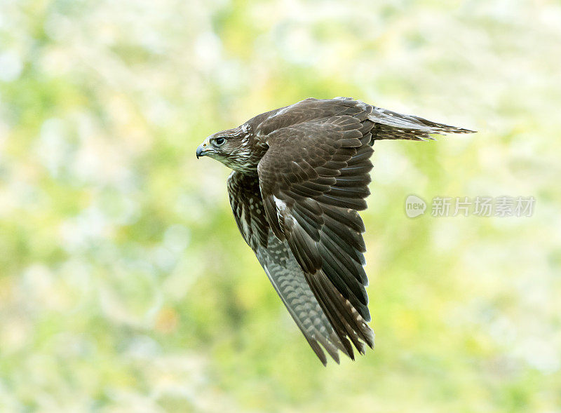 Saker Falcon (Falco cherrug)在飞行中